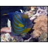 Pomacanthus annularis
