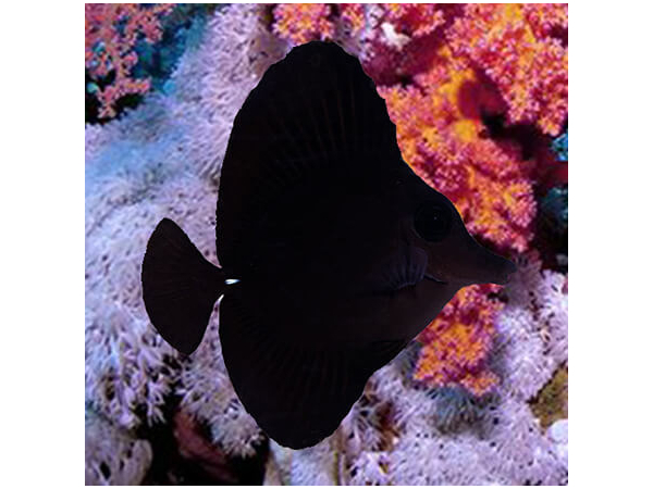 Zebrasoma rostratum M 