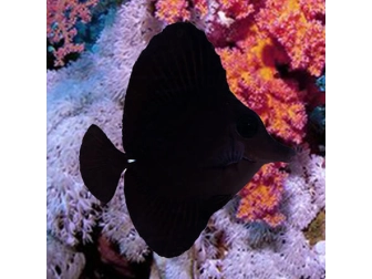 Zebrasoma rostratum M 