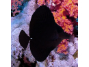 Zebrasoma rostratum M 