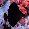 Zebrasoma rostratum M 