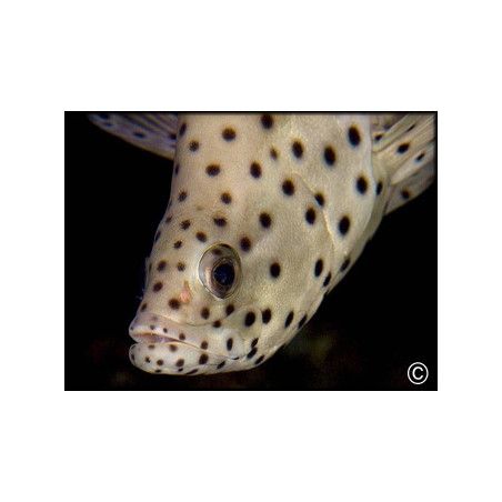 Chromileptes altivelis
