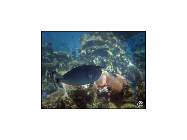 Naso brevirostris