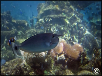 Naso brevirostris