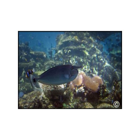 Naso brevirostris
