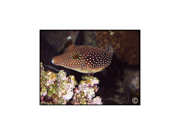 Canthigaster margaritata