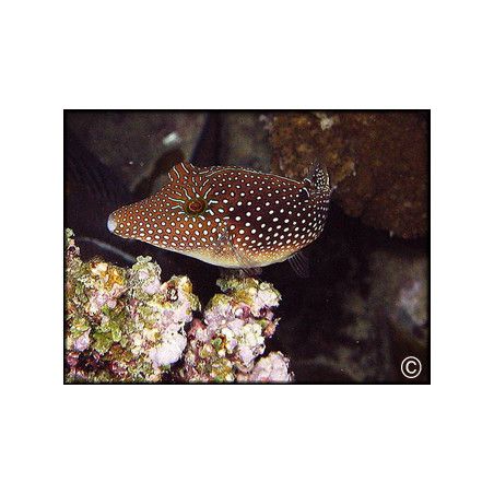 Canthigaster margaritata