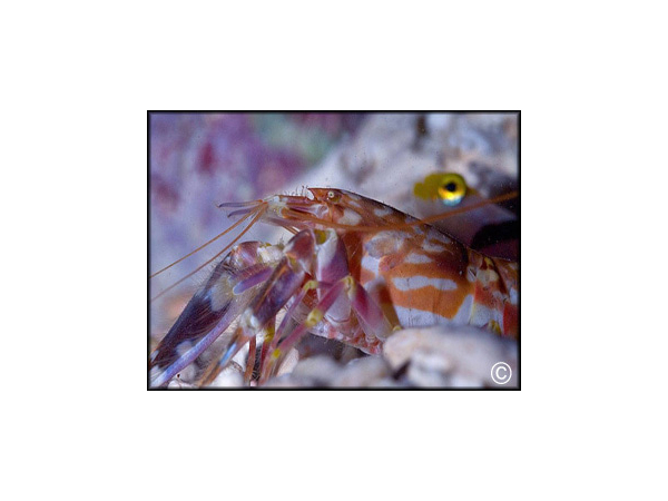 Alpheus bellulus