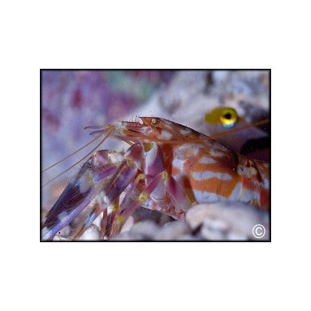 Alpheus bellulus