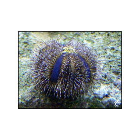 Mespilia globulus