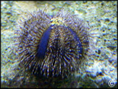 Mespilia globulus