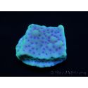 Montipora palawanensis Purple spot