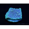 Montipora palawanensis Purple spot