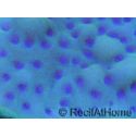 Montipora palawanensis Purple spot