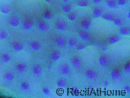 Montipora palawanensis Purple spot