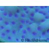 Montipora palawanensis Purple spot