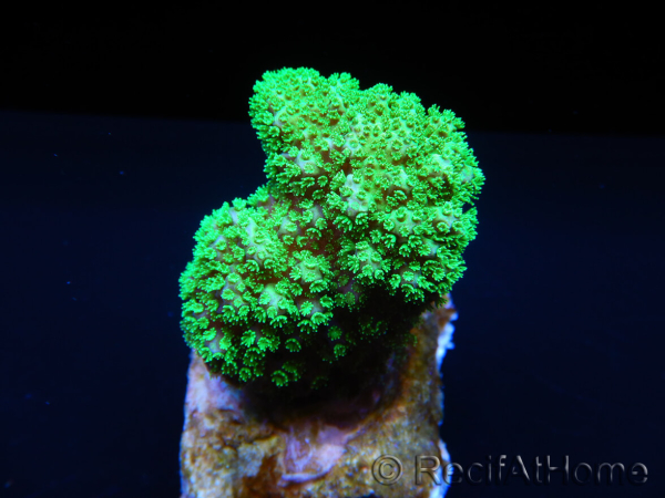 Pocillopora Eydouxi (jaune W/ Vert Polypes)
