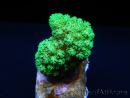 Pocillopora Eydouxi (jaune W/ Vert Polypes)
