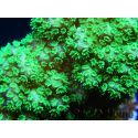 Pocillopora Eydouxi (jaune W/ Vert Polypes)
