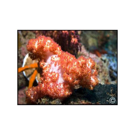 Dendronephthya sp.