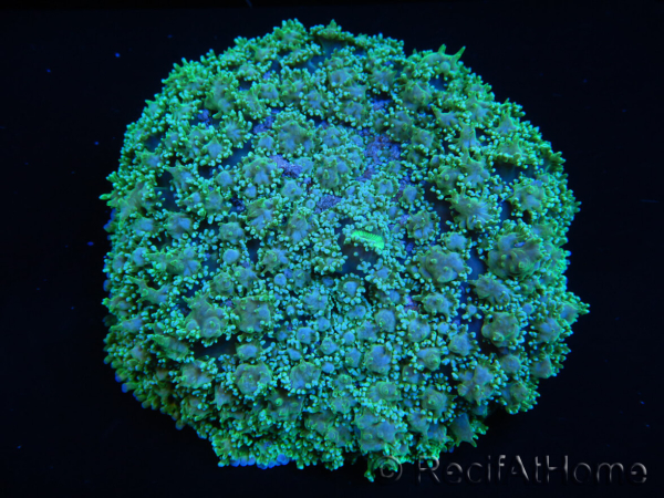 WYSIWYG Rhodactis Green 1 polype xxl