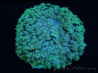WYSIWYG Rhodactis Green 1 polype xxl