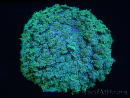 WYSIWYG Rhodactis Green 1 polype xxl