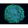 WYSIWYG Rhodactis Green 1 polype xxl