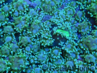 WYSIWYG Rhodactis Green 1 polype xxl