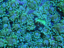 WYSIWYG Rhodactis Green 1 polype xxl