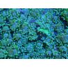 WYSIWYG Rhodactis Green 1 polype xxl