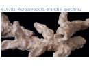 Acroporock XL Branche avec trou 35 38 cm 619785