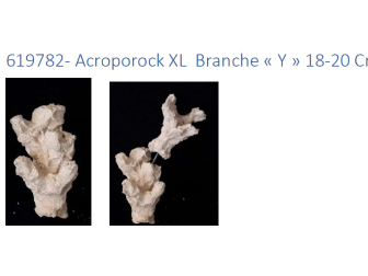 Acroporock XL y 18/20 cm Droite 619782