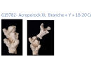 Acroporock XL y 18/20 cm Droite 619782