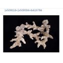 Acroporock XL Nez de branche 619781