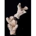 Acroporock XL y 18/20 cm Droite 619782