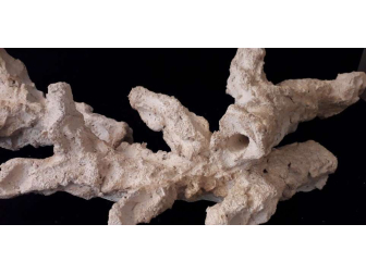 Acroporock XL Branche avec trou 35 38 cm 619785