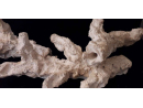 Acroporock XL Branche avec trou 35 38 cm 619785