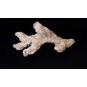 Acroporock XL Branche courbe 35 38 cm 619786