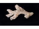 Acroporock XL Branche courbe 35 38 cm 619786