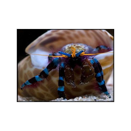 Calcinus elegans