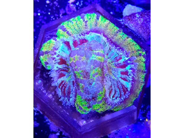 WYSIWYG Scolymia Croc island Mastergrade