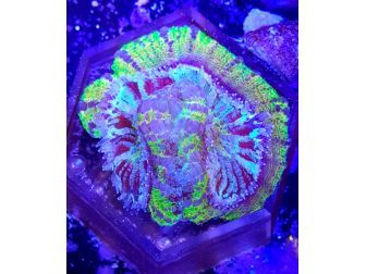 WYSIWYG Scolymia Croc island Mastergrade