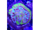 WYSIWYG Scolymia Croc island Mastergrade