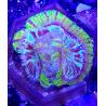 WYSIWYG Scolymia Croc island Mastergrade