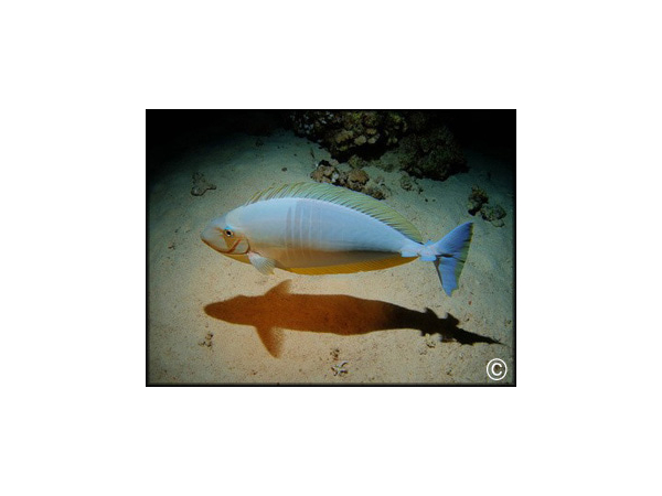 Naso hexacanthus
