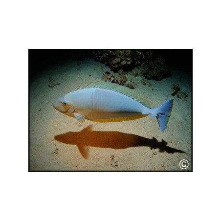 Naso hexacanthus