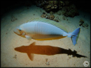 Naso hexacanthus