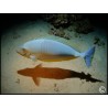 Naso hexacanthus
