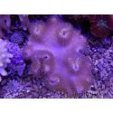 Sarcophyton latum 